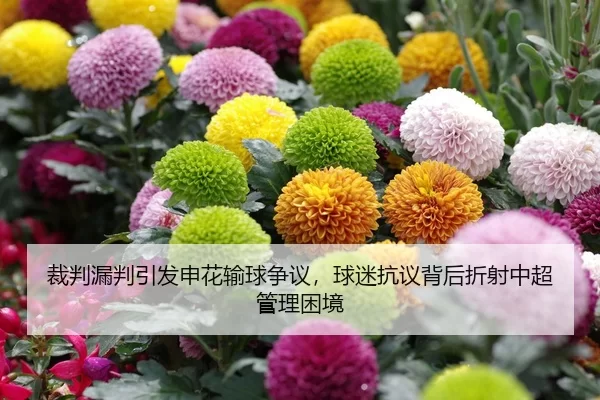 裁判漏判引发申花输球争议，球迷抗议背后折射中超管理困境